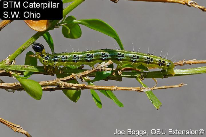 caterpillar on branch